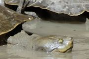Murray River Turtle (Emydura macquarii)